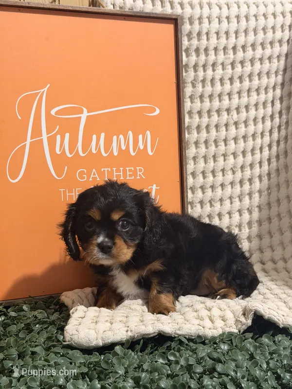 Ace – Cavalier King Charles Spaniel puppy for sale in Topeka, IN