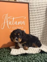 Ace, a male Cavalier King Charles Spaniel for sale in Topeka, IN – 1 of 4