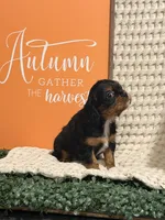 Bailey, a female Cavalier King Charles Spaniel for sale in Topeka, IN – 3 of 6