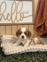 Captain, a male Cavalier King Charles Spaniel for sale in Topeka, IN – 2 of 6