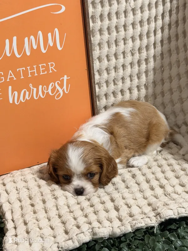 Bella – Cavalier King Charles Spaniel puppy for sale in Topeka, IN
