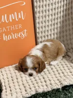 Bella, a female Cavalier King Charles Spaniel for sale in Topeka, IN – 1 of 4