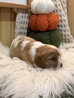 Frankie, a male Cavalier King Charles Spaniel for sale in Topeka, IN – 3 of 4