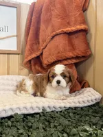 Cloe, a female Cavalier King Charles Spaniel for sale in Topeka, IN – 2 of 5