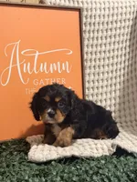 Ace, a male Cavalier King Charles Spaniel for sale in Topeka, IN – 3 of 4