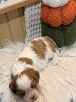 Floral, a female Cavalier King Charles Spaniel for sale in Topeka, IN – 4 of 4