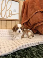Cloe, a female Cavalier King Charles Spaniel for sale in Topeka, IN – 5 of 5