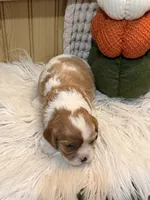 Frankie, a male Cavalier King Charles Spaniel for sale in Topeka, IN – 4 of 4