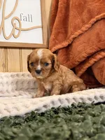 Callie, a female Cavalier King Charles Spaniel for sale in Topeka, IN – 4 of 5