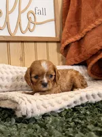 Callie, a female Cavalier King Charles Spaniel for sale in Topeka, IN – 5 of 5