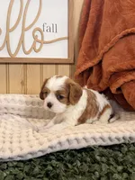 Carlet, a female Cavalier King Charles Spaniel for sale in Topeka, IN – 3 of 6