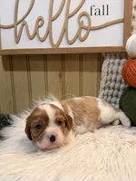 Frankie, a male Cavalier King Charles Spaniel for sale in Topeka, IN – 2 of 4