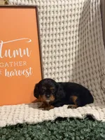 Bailey, a female Cavalier King Charles Spaniel for sale in Topeka, IN – 5 of 6