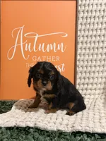 Bailey, a female Cavalier King Charles Spaniel for sale in Topeka, IN – 6 of 6