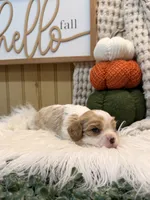 Finley, a male Cavalier King Charles Spaniel for sale in Topeka, IN – 2 of 4