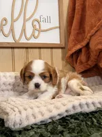 Captain, a male Cavalier King Charles Spaniel for sale in Topeka, IN – 6 of 6