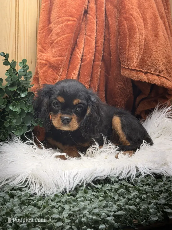 Bandit – Cavalier King Charles Spaniel puppy for sale in Topeka, IN
