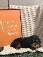 Ace, a male Cavalier King Charles Spaniel for sale in Topeka, IN – 2 of 4