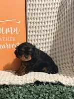 Bandit, a male Cavalier King Charles Spaniel for sale in Topeka, IN – 2 of 4