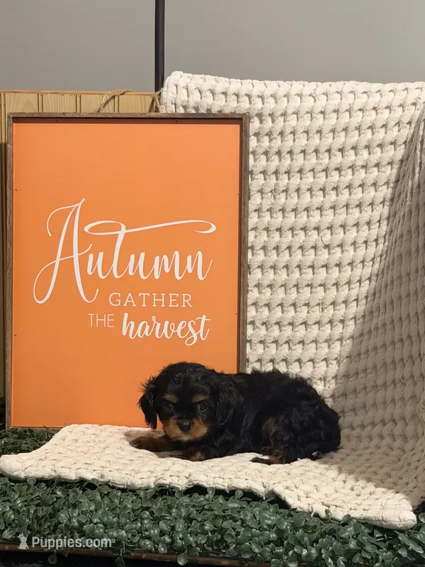 Bandit – Cavalier King Charles Spaniel puppy for sale in Topeka, IN