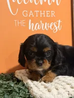 Bailey, a female Cavalier King Charles Spaniel for sale in Topeka, IN – 2 of 6
