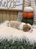Forest, a male Cavalier King Charles Spaniel for sale in Topeka, IN – 2 of 5