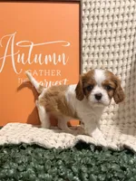 Bella, a female Cavalier King Charles Spaniel for sale in Topeka, IN – 4 of 4