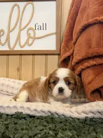 Captain, a male Cavalier King Charles Spaniel for sale in Topeka, IN – 4 of 6