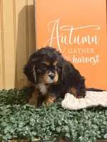 Ace, a male Cavalier King Charles Spaniel for sale in Topeka, IN – 4 of 4