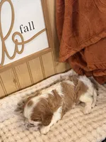 Casey, a female Cavalier King Charles Spaniel for sale in Topeka, IN – 4 of 4