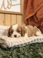 Casey, a female Cavalier King Charles Spaniel for sale in Topeka, IN – 2 of 4