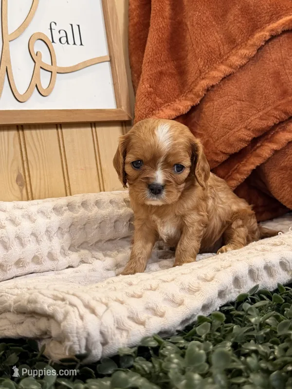 Callie – Cavalier King Charles Spaniel puppy for sale in Topeka, IN