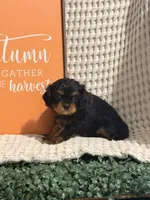 Bandit, a male Cavalier King Charles Spaniel for sale in Topeka, IN – 3 of 4