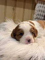 Floral, a female Cavalier King Charles Spaniel for sale in Topeka, IN – 2 of 4