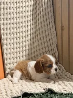 Bella, a female Cavalier King Charles Spaniel for sale in Topeka, IN – 2 of 4