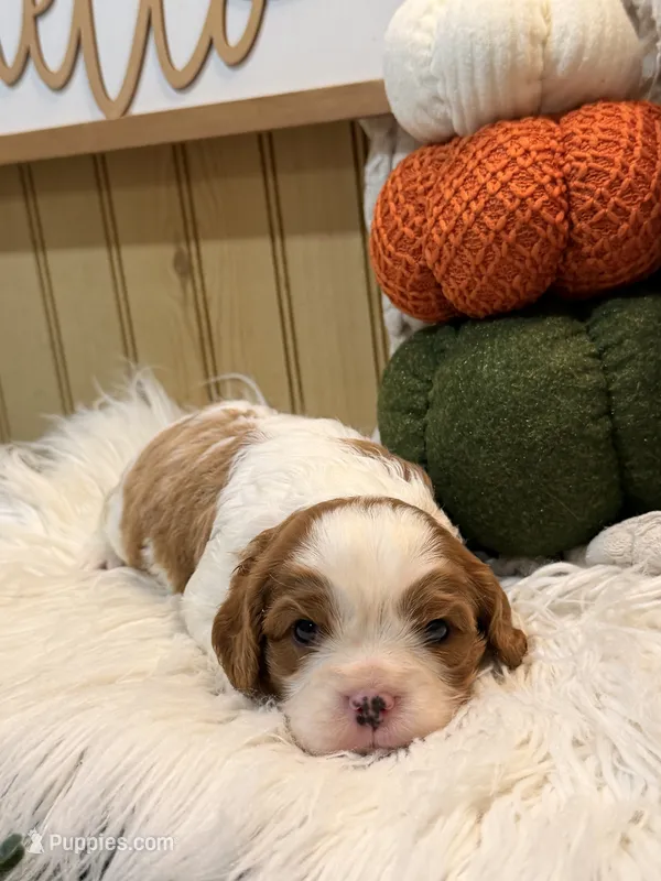 Floral – Cavalier King Charles Spaniel puppy for sale in Topeka, IN