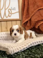 Carlet, a female Cavalier King Charles Spaniel for sale in Topeka, IN – 4 of 6