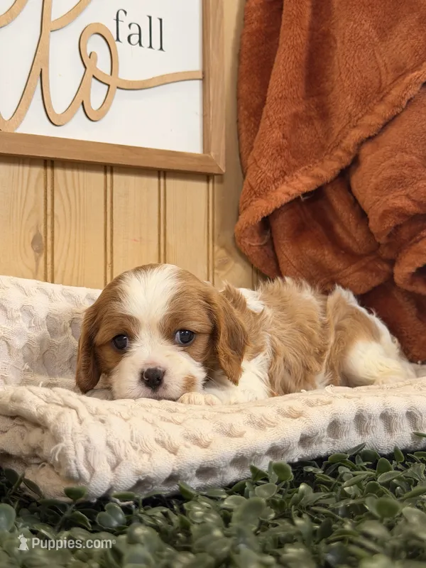 Casey – Cavalier King Charles Spaniel puppy for sale in Topeka, IN