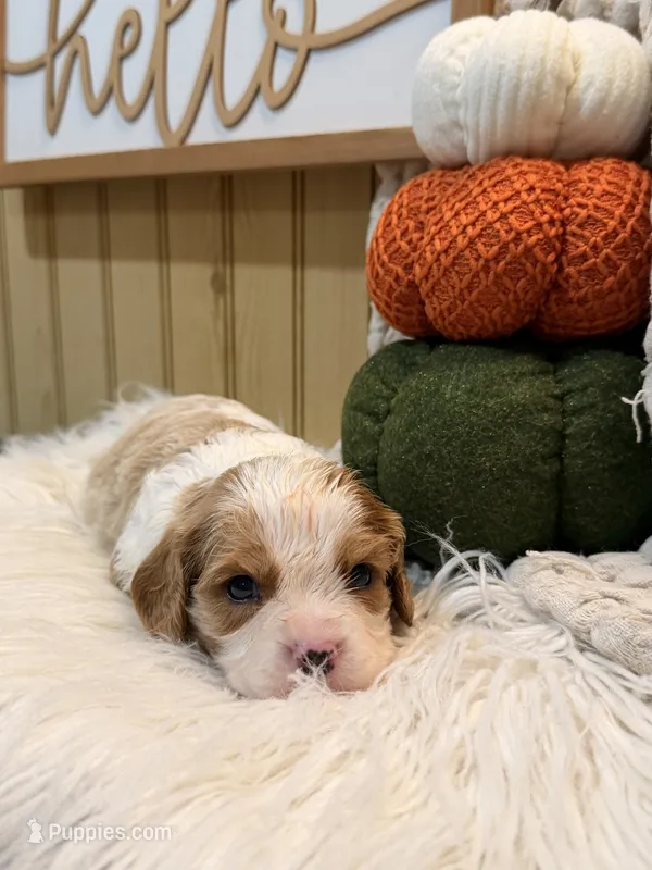 Forest – Cavalier King Charles Spaniel puppy for sale in Topeka, IN