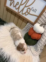 Forest, a male Cavalier King Charles Spaniel for sale in Topeka, IN – 4 of 5