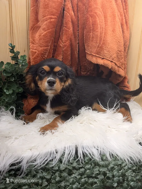 Ace – Cavalier King Charles Spaniel puppy for sale in Topeka, IN