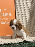 Bella, a female Cavalier King Charles Spaniel for sale in Topeka, IN – 3 of 4