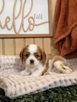 Captain, a male Cavalier King Charles Spaniel for sale in Topeka, IN – 5 of 6