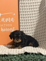 Bandit, a male Cavalier King Charles Spaniel for sale in Topeka, IN – 4 of 4