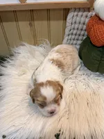 Finley, a male Cavalier King Charles Spaniel for sale in Topeka, IN – 3 of 4