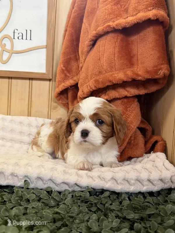 Cloe – Cavalier King Charles Spaniel puppy for sale in Topeka, IN