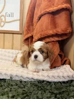 Cloe, a female Cavalier King Charles Spaniel for sale in Topeka, IN – 1 of 5