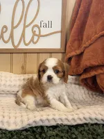 Captain, a male Cavalier King Charles Spaniel for sale in Topeka, IN – 3 of 6