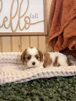Carlet, a female Cavalier King Charles Spaniel for sale in Topeka, IN – 2 of 6