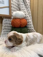 Forest, a male Cavalier King Charles Spaniel for sale in Topeka, IN – 5 of 5